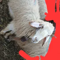 گوسفند سرحال چاق