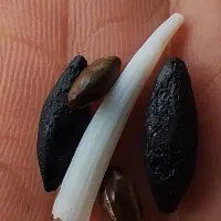 مهره اصیل بشرط کارشناس