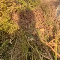 جارو دستی (سوپورگه)