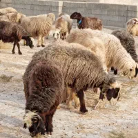 35 راس میش ترکی بختیاری آبستن