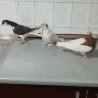 کفتر دمبی طوقی ساده|پرنده|تربت جام, مطهری|دیوار