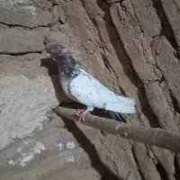 کفتر|حیوانات|بروجرد, |دیوار