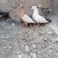 کفتر بهبهونی خوب160