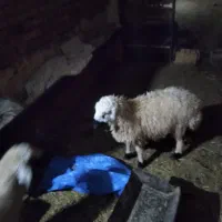 بره|حیوانات مزرعه|رفسنجان, |دیوار