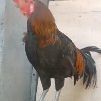 خروس جوان و تمیز