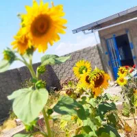 باغ ویلا نرسیده به صوفیان