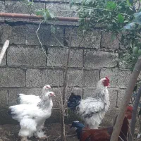 یک عدد خوس برهما و یک عدد خروس محلی