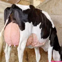 شراکت واسه گاو گوساله با بالاترین سود امروز|حیوانات مزرعه|تاکستان, |دیوار