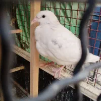 کبوتر شهرستانی