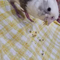 عروس وایت فیس البینو نر ۴ ماهه