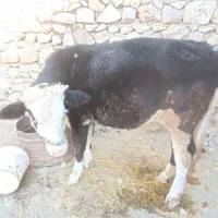 گوساله ماده|حیوانات مزرعه|بدره, |دیوار