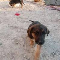 توله مالینویز وژرمن|سگ|گلبهار, شهر جدید گلبهار|دیوار