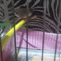 سه عدد ماده فنج انگلیسی|پرنده|کرمانشاه, |دیوار