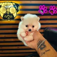 توله سگ ی وجبی شیتزو و پامر پشمکی فانتزی فقط 2500