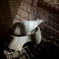 کفتر دنبی سلیمانی