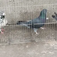 کبوتر گرفتنی