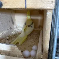 عروس هلندی مولد با تخم|پرنده|آستانه اشرفیه, |دیوار