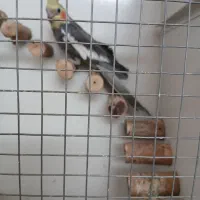 عروس|پرنده|قم, شهرک مهدیه (مدرس)|دیوار