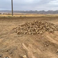 چغندرقند