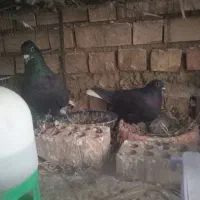 نرماده کلاغ دم سفید