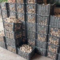 سیر بذری