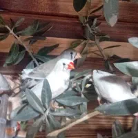 فنج و کلبه معاوضه با عروس