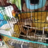 فروش طوطی|پرنده|شهریار, شهرک وائین|دیوار