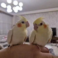 عروس هلندی|پرنده|سهند, |دیوار