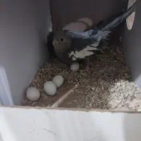 عروس هلندی مولد دستی