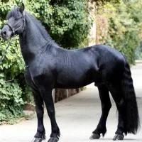 فروش تعدادی اسب از همه نژاد ها