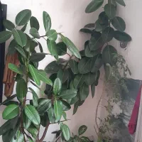 گل بزرگ|گل و گیاه طبیعی|جوانرود, |دیوار