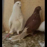 یک جفت نروماده کشیده۴۰سانتی قلدر کله پفکی نک ریز|پرنده|کرج, عظیمیه|دیوار