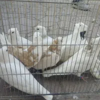 کبوتر پرشی رنگ سفید پشت زرد