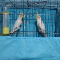 عروس هلندی لوتینو|پرنده|خرمشهر, |دیوار