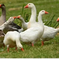 غاز فروشی عمده