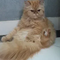 پرشین ماده جهت جفتگیری|گربه|رشت, بوسار|دیوار