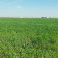 زمین کشاورزی