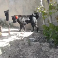 توله نر قدری جونی زیبا|سگ|برازجان, |دیوار