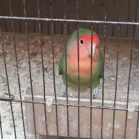 کوتوله|پرنده|میبد, |دیوار