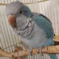 طوطی راهب گمشده