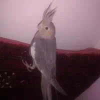 عروس هلندی|پرنده|بیرجند, |دیوار