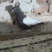 سینه قهوه ای|پرنده|مرودشت, کناره|دیوار