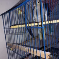 عروس هلندی مولد|پرنده|سمنان, |دیوار