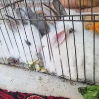 بچه خرگوش