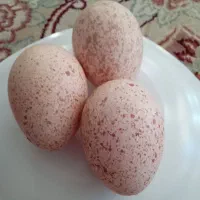 تخم بوقلمو نطفه دار اصیل برنز