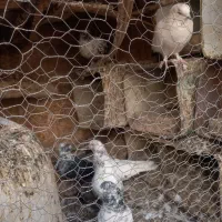 کبوتر|پرنده|بافق, |دیوار