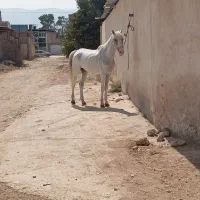 اسب مادیان|اسب و تجهیزات اسب‌سواری|شیراز, جرسقان|دیوار