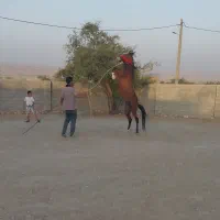 اسب نریان دره شوری