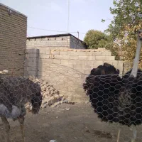 فروش شتر مرغ|حیوانات مزرعه|منوجان, |دیوار