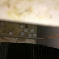 مرغ عشق کارداده|پرنده|تربتحیدریه, قائم|دیوار